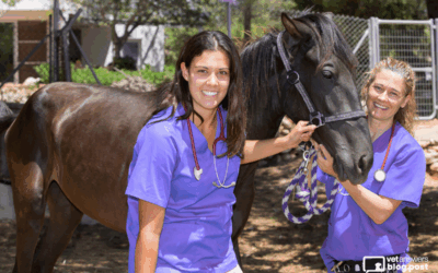 Veterinary Team Values that Truly Matter Part 2: Taking Your Values to the Next Level